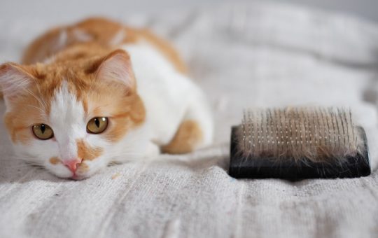 Bagaimana Cara Mengatasi Bulu Kucing Rontok?