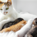 Makanan Khusus untuk Kucing Menyusui: Apa yang Harus Dikonsumsi dan Dihindari